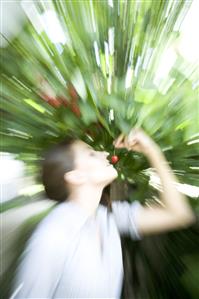 Jardineria. Mujer comiendo una cereza recien cogida del arbol.