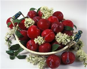 Frutero lleno de ciruelas rojas.