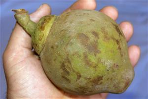 Zapote (Manilkara zapota). Fruta tropical. Peru.    