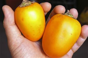 Cocona (Solanum sp.). Fruto tropical para ensaladas y tambien para la elaboracion de zumos y compotas dulces. Peru.     