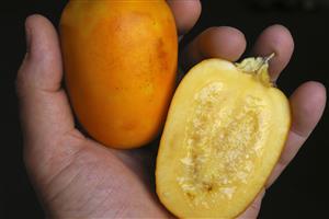 Cocona (Solanum sp.). Fruto tropical para ensaladas y tambien para la elaboracion de zumos y compotas dulces. Peru.