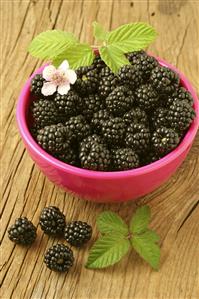 Zarzamoras (Rubus fruticosus). Hojas, flores y frutos.