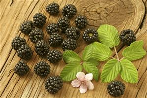 Zarzamoras (Rubus fruticosus). Hojas, flores y frutos.