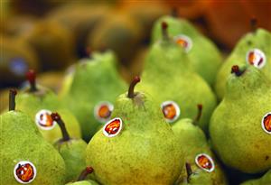 Peras tipo Packan con el adhesivo identificativo en una fruteria.                                