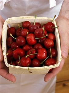 Holding a Box of Bing Cherries