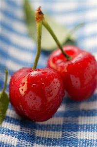 Two Red Cherries on a Stem