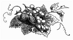 Walnuts and grapes on vine leaf (illustration)