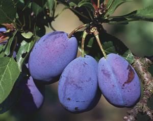 Plums hanging on the tree (variety: Stanley)