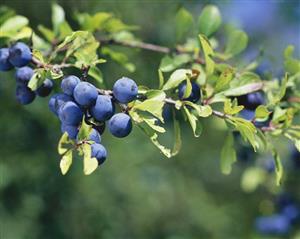 Damsons on the tree