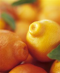 Several mandarin oranges with leaves (full-frame)