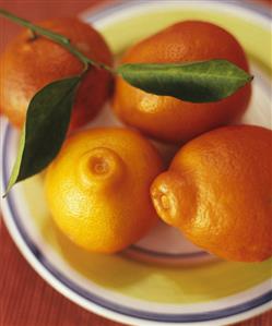 Several mandarin oranges with twig and leaves on a plate