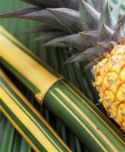 Pineapple and bamboo cane on a palm leaf