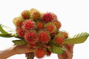 Freshly-picked rambutans