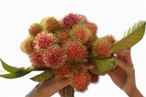 Freshly-picked rambutans