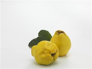 Two quinces with leaves