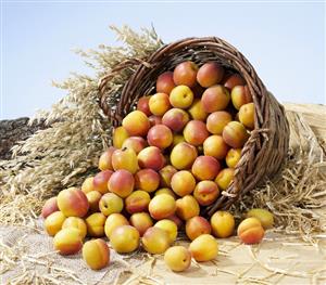 Apricots in a basket