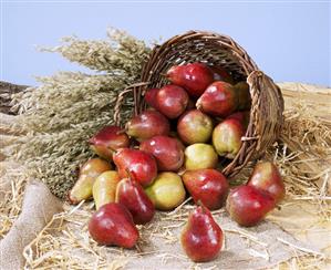 Red pears in a basket