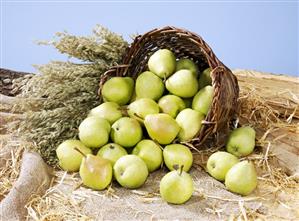 Pears in a basket