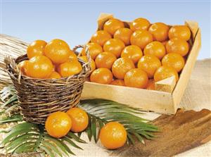 Still life with Hernandinas (type of clementine)