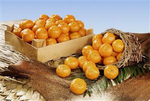 Still life with satsumas