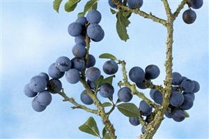 Sloes on the branch