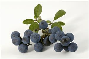 Sloes with leaves