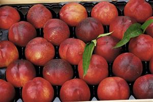 Nectarines in a crate