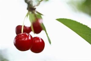 Cherries on branch