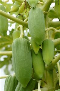 Papayas on the tree