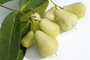 Green Java apples with branch