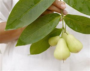 Green Java apples on branch