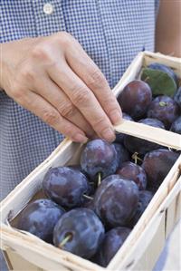 Woman holding basket of fresh plums