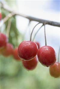 Cherries on branch