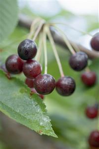 Sour cherries on branch