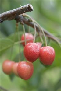 Cherries on branch