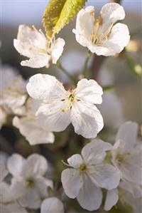 Cherry blossom on branch