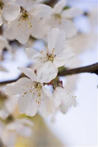 Cherry blossom on branch