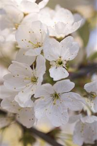 Cherry blossom on branch