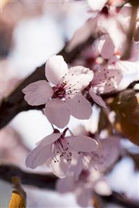 Cherry blossom on branch