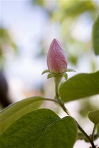 Apple blossom bud on branch