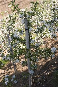 Young apple trees in blossom