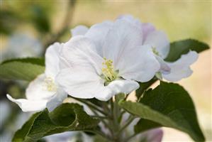 Apple blossom on branch