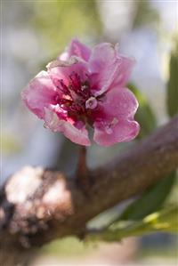 Peach blossom on branch (close-up)