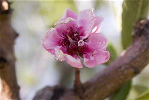 Peach blossom on branch (close-up)