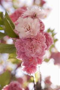 Japanese flowering cherry (in blossom)