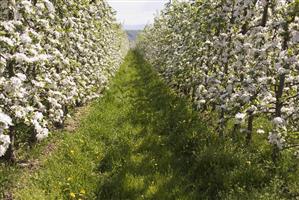 Young apple trees in blossom