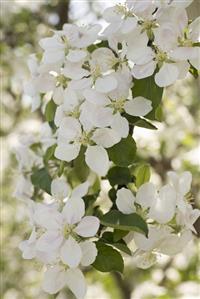 Pear blossom on branch