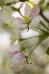 Apple blossom on branch