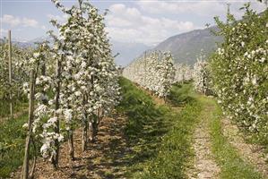 Young apple trees in blossom