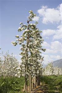 Young apple trees in blossom